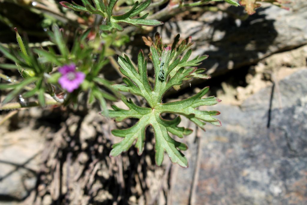 Cossano Canavese (TO) - Geranium dissectum